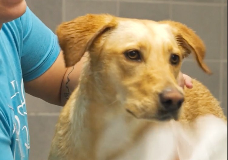 Dog at Club VIP daycare